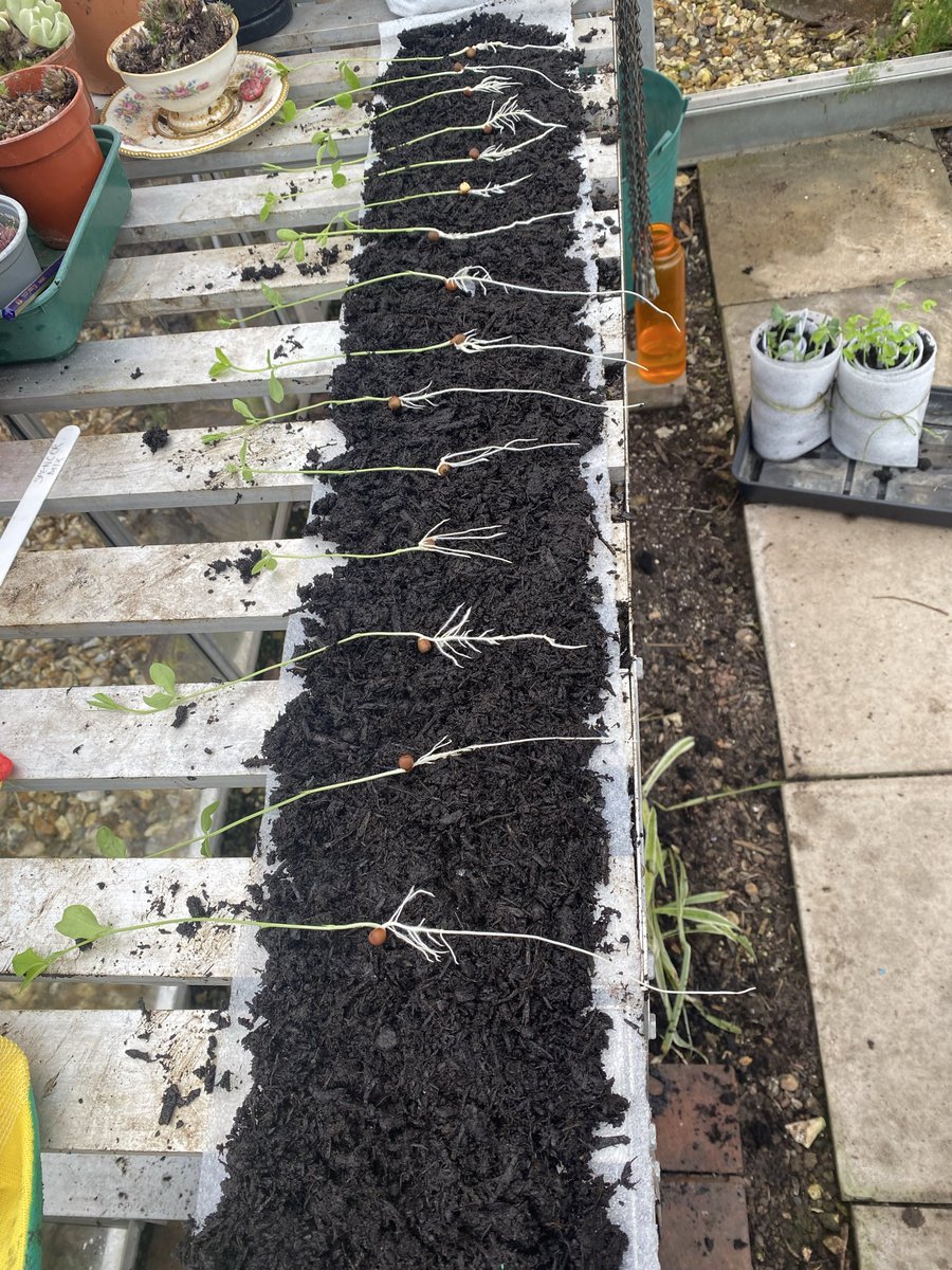 Sue Mayor tweet media