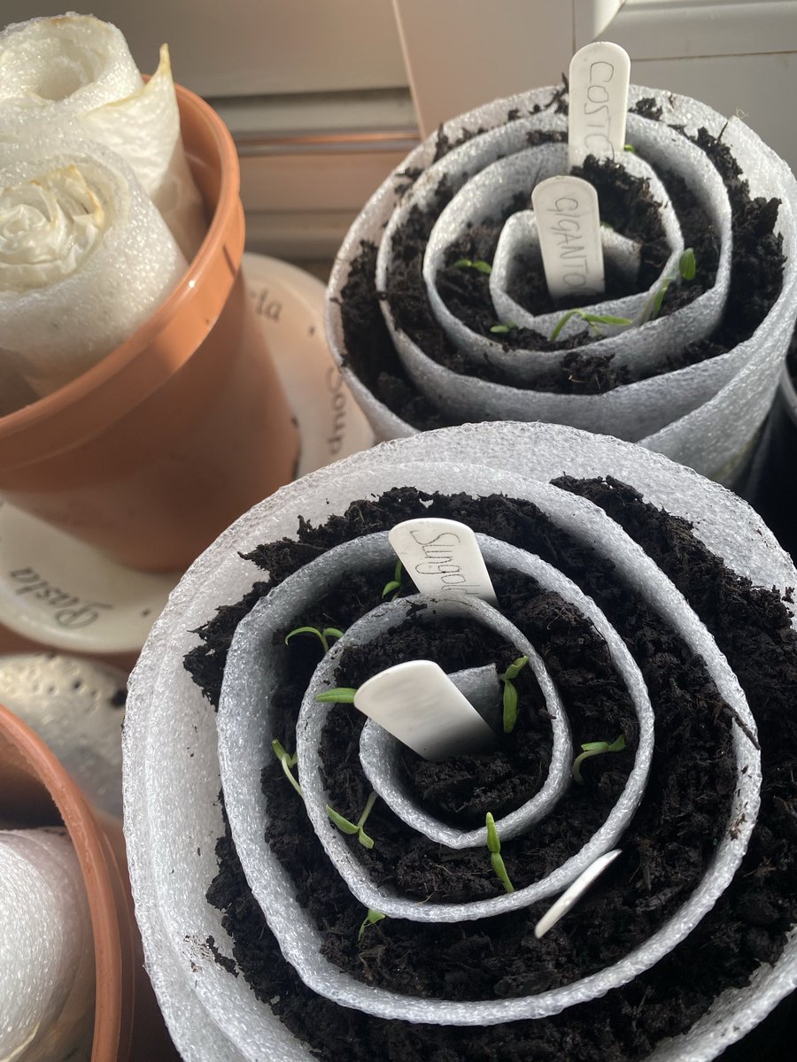 Sue Mayor tweet media