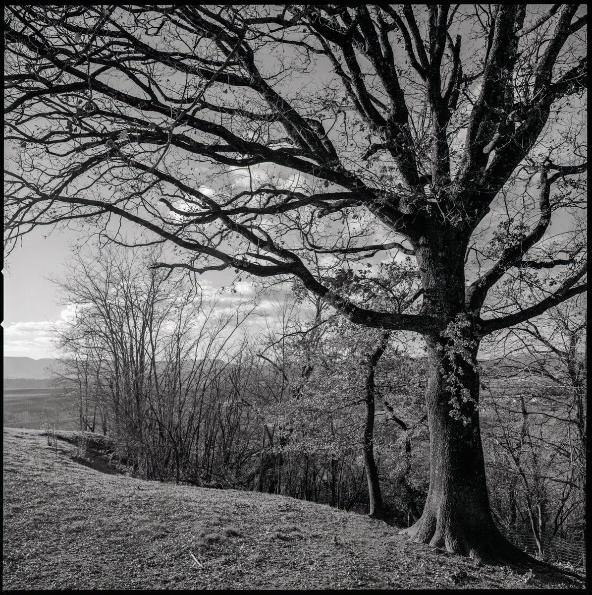 Domenico Franco tweet media