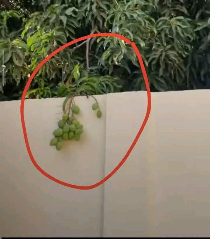 Paulette Kimuntu Kim tweet media