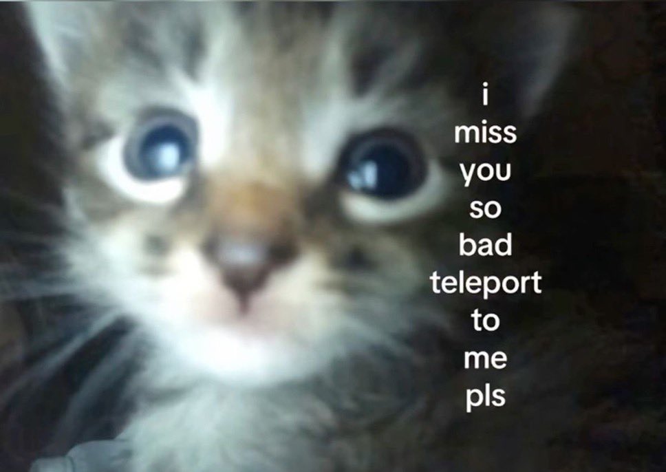 daily cats ♡ tweet media