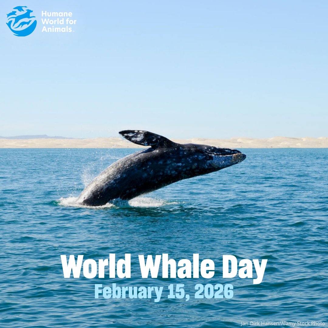 Humane World Farm Animals tweet media