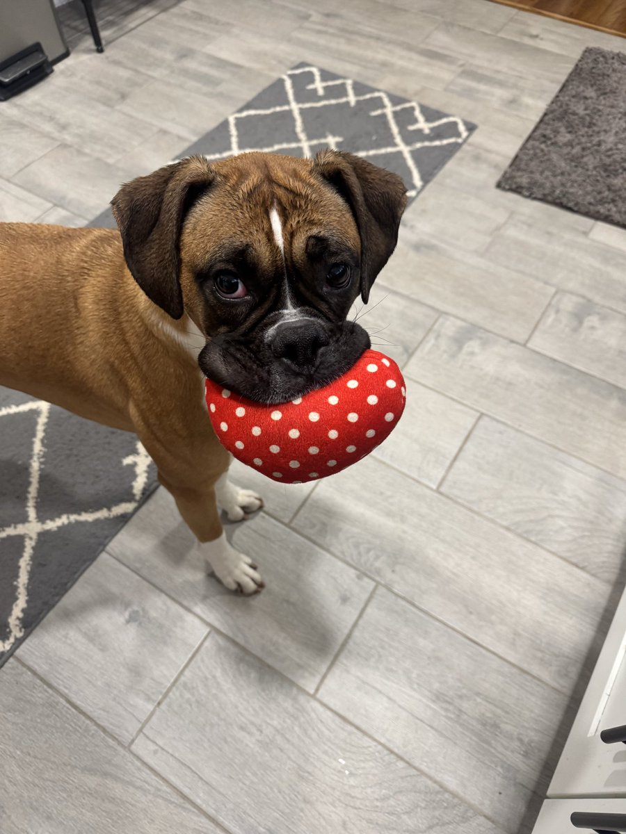 Bark_Beyond's tweet image. Rainy day in Georgia and this princess staged a full protest. ☔👑

#rainydays #SundayMorning #dogsofX