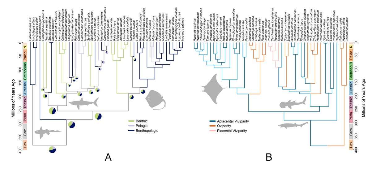 New from #NearLab, Phylogenomics and the origins of sharks led by <a href="/ChaseBrownstein/">Chase Brownstein</a> 

biorxiv.org/content/10.648…