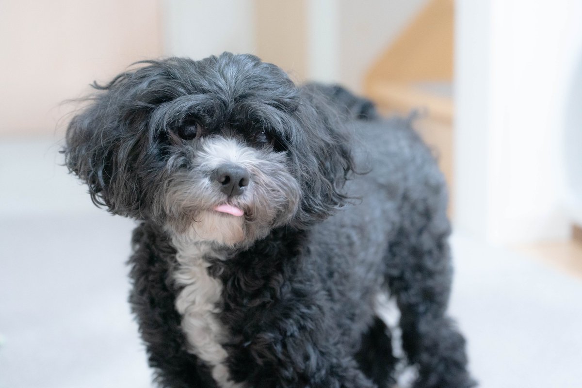 犬写真の現像 "犬像(けんぞう)"