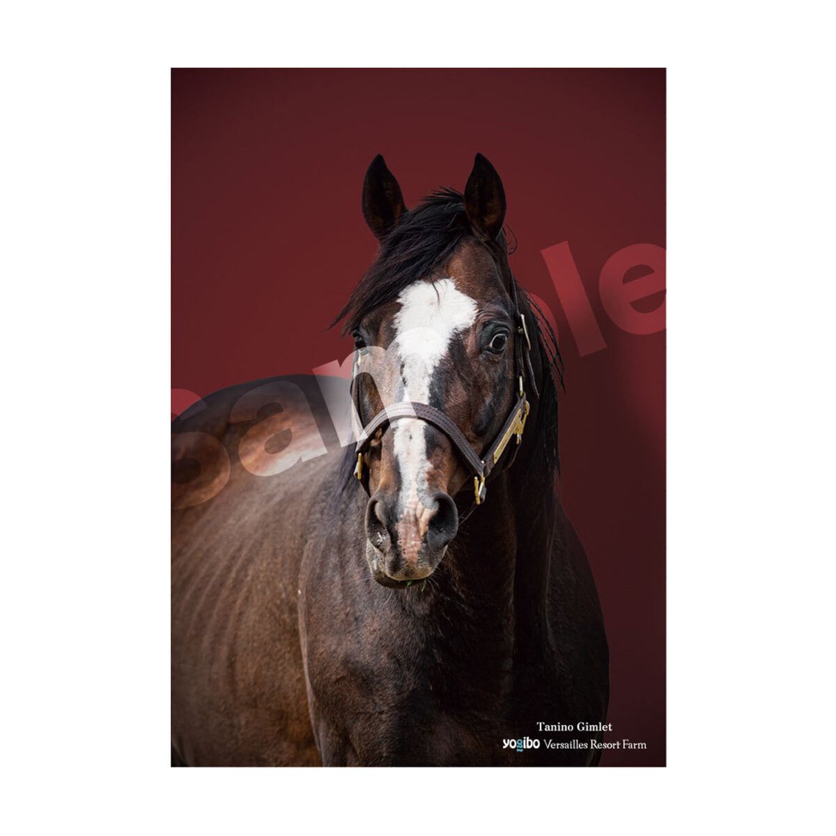 迫力のポスターで、名馬たちをあなたのもとへ ／ 競馬ファンの心を