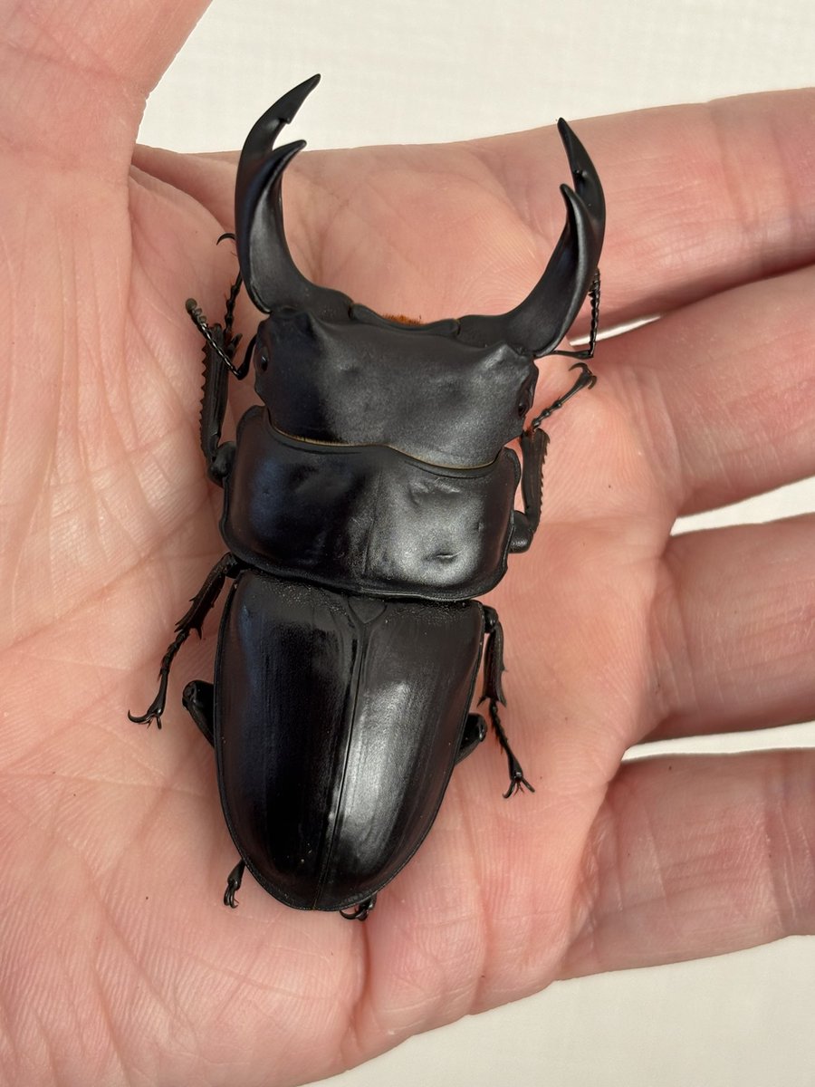 宮城県刈田郡蔵王町産オオクワガタ