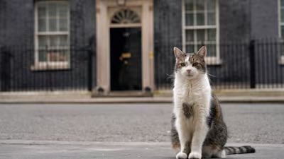 CarneyPurr67561's tweet image. Today marks 15 years since my good furriend Larry (@Number10cat) began his role as Chief Mouser to the Catbinet Office at 10 Downing St.

In lieu of gifts, please consider donating to the Battersea Dogs &amp;amp; Cats home, where Larry was adopted from!
battersea.org.uk