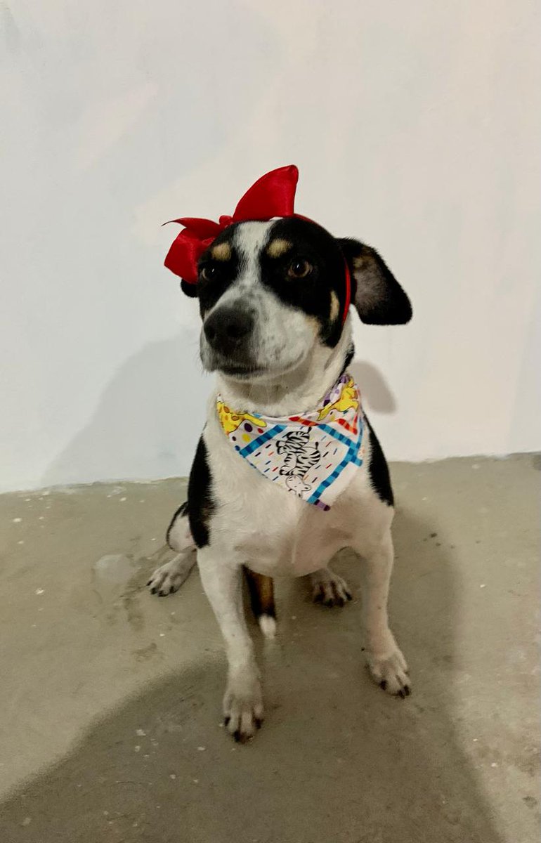 Hoy estaremos en la feria 💕🐕 con nuestros hermosos perritos ya castrados en busca de una segunda oportunidad y un buen hogar..
Horario de 9.30 a 2 pm  Condado Concepción 
No faltes!!! Si no puedes adoptar trae donaciones
#viral #comparte #adoptanocompres❤️ #perros 🐕