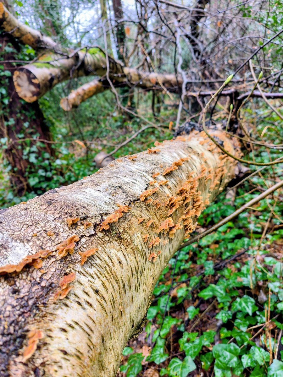 LadyGrace27's tweet image. Every fallen branch, every earthy scent, reminds me that stillness is full of stories...🌿

#sunday #walks #walkies #woods #NatureLover #NatureIsAmazing