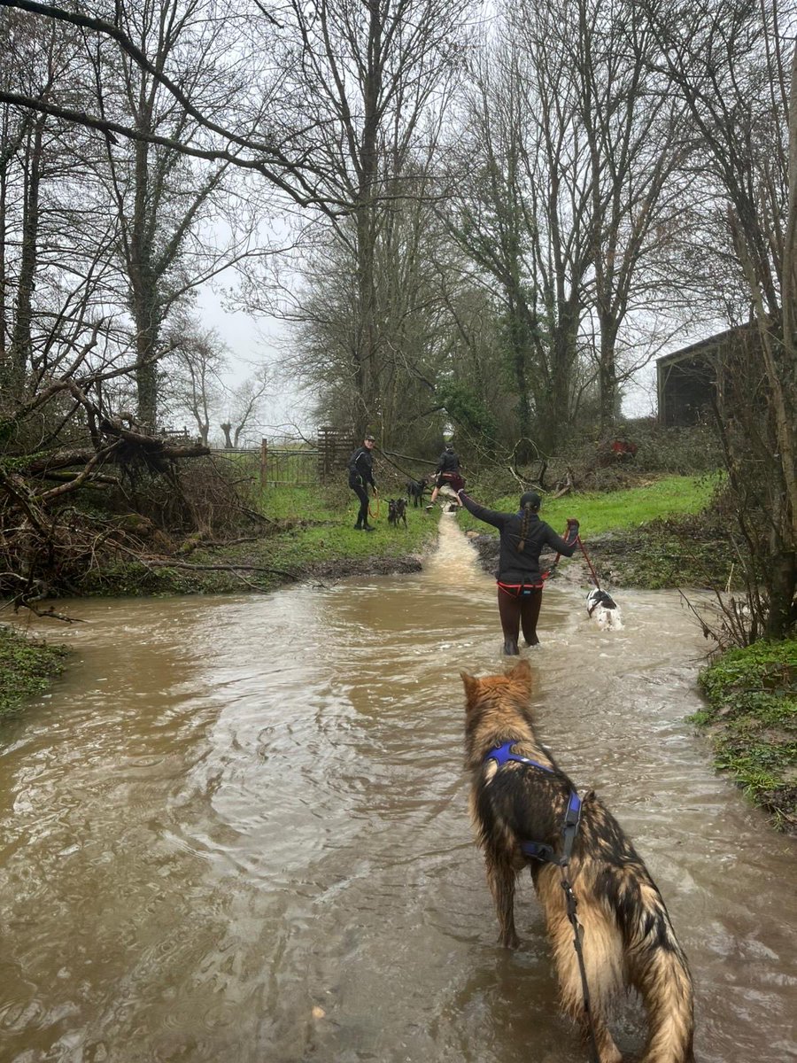 madcap_max's tweet photo. Frens, Max is not happy!!! 😡 HuMummy took marvellous Mavis to #canicross club this morning without him, it’s good for Mavis to socialise with other doggies. Now she’s told him all about the pawtastic muddy puddles and he’s sulking!!! #nortysquad https://t.co/QrSStdBEjH