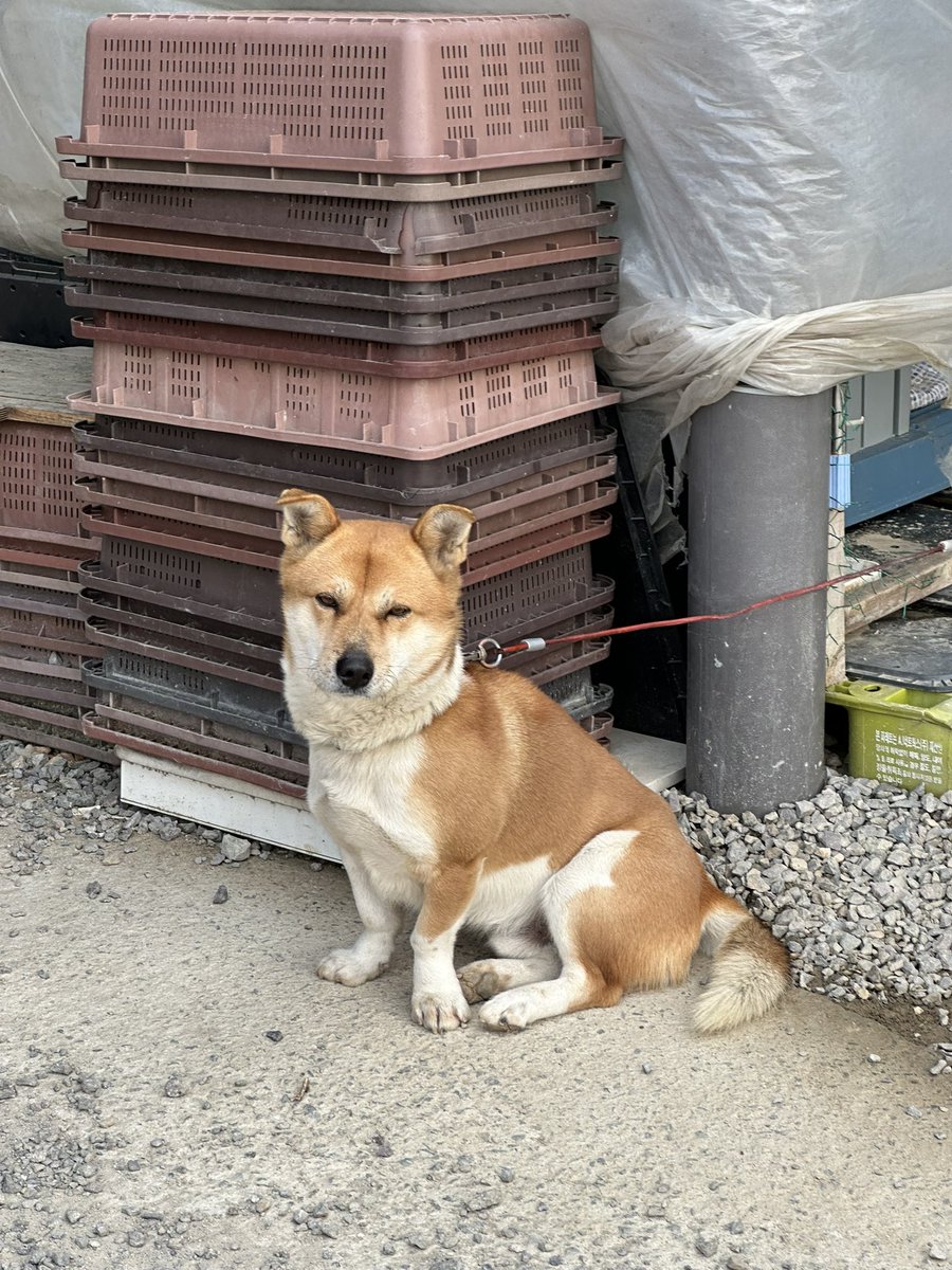 주인이 데려가는 것 같은데 식당 뒤에 이렇게 있어서 슬픔ㅠ