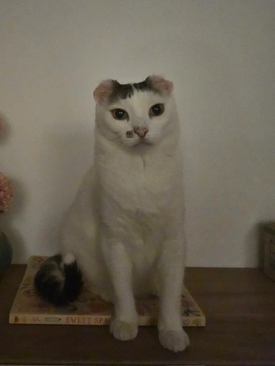 Mildly Interesting tweet media