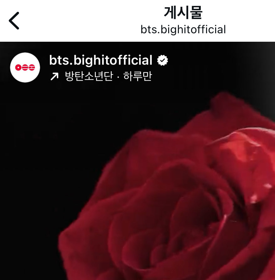 하와이꼬질이 tweet media