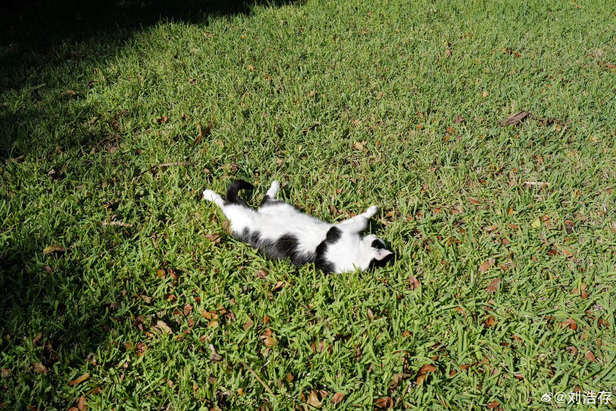 liuhaocun's tweet photo. Oh, to be a cat lounging on warm grass beneath the sun. https://t.co/ryqn85m3V9