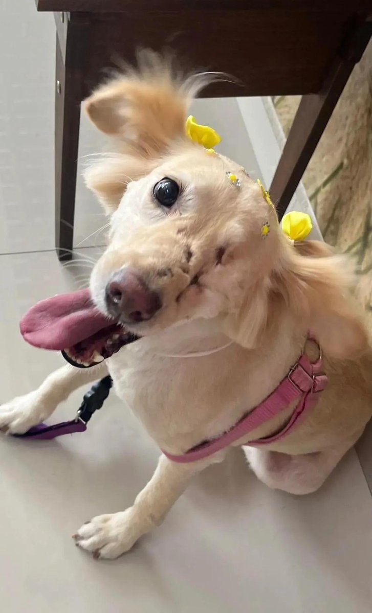 You have 599 hours to say hi to puppy or you "ll have a bad week