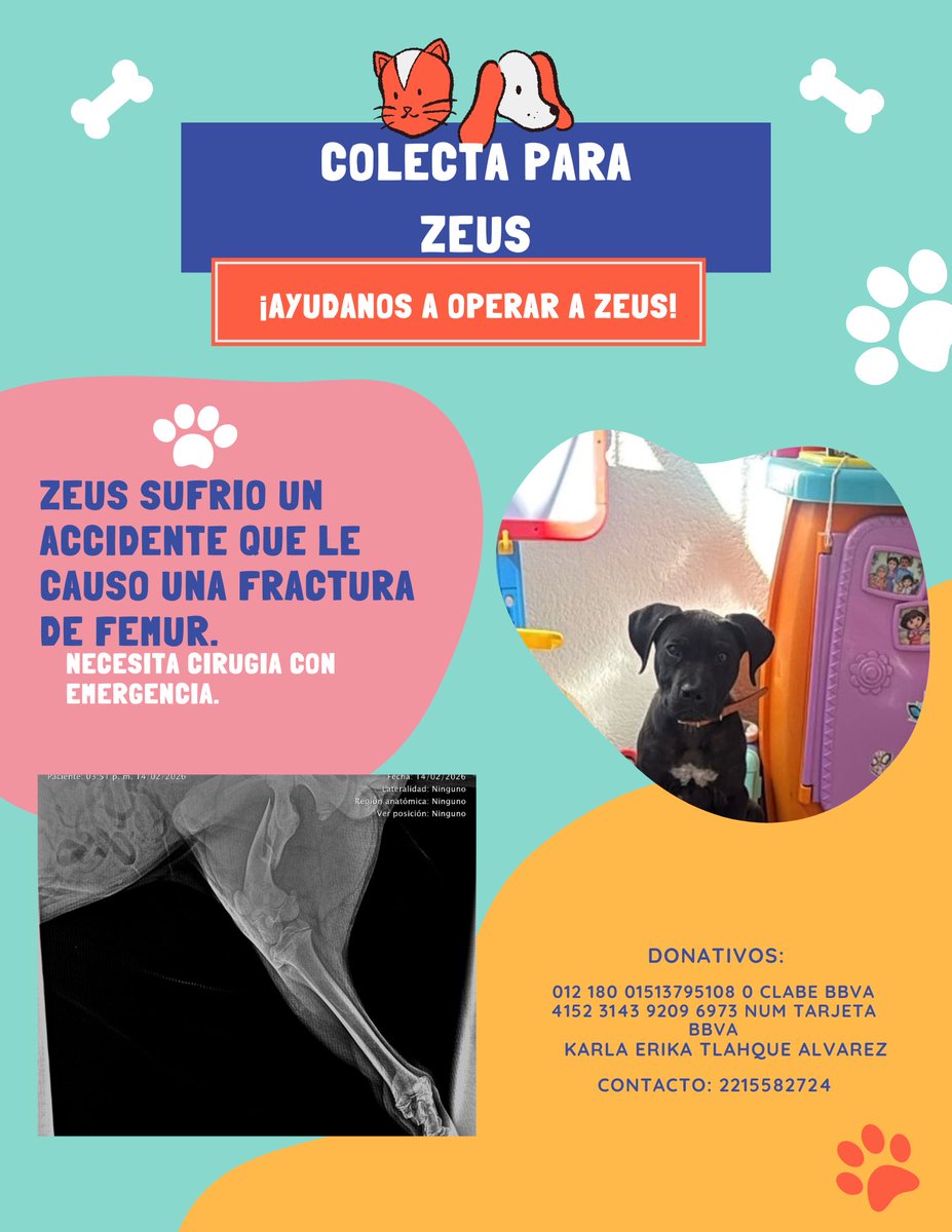 Charls_TL's tweet photo. COLECTA PARA ZEUS. Ayer atropellaron a mi perrito, le rompieron su fémur y necesita cirugía con urgencia para que pueda volver a caminar, cualquier donativo es de ayuda de verdad, le duele y no puede andar 😭 AYUDEMOS A ZEUS https://t.co/KDXDpmz91W