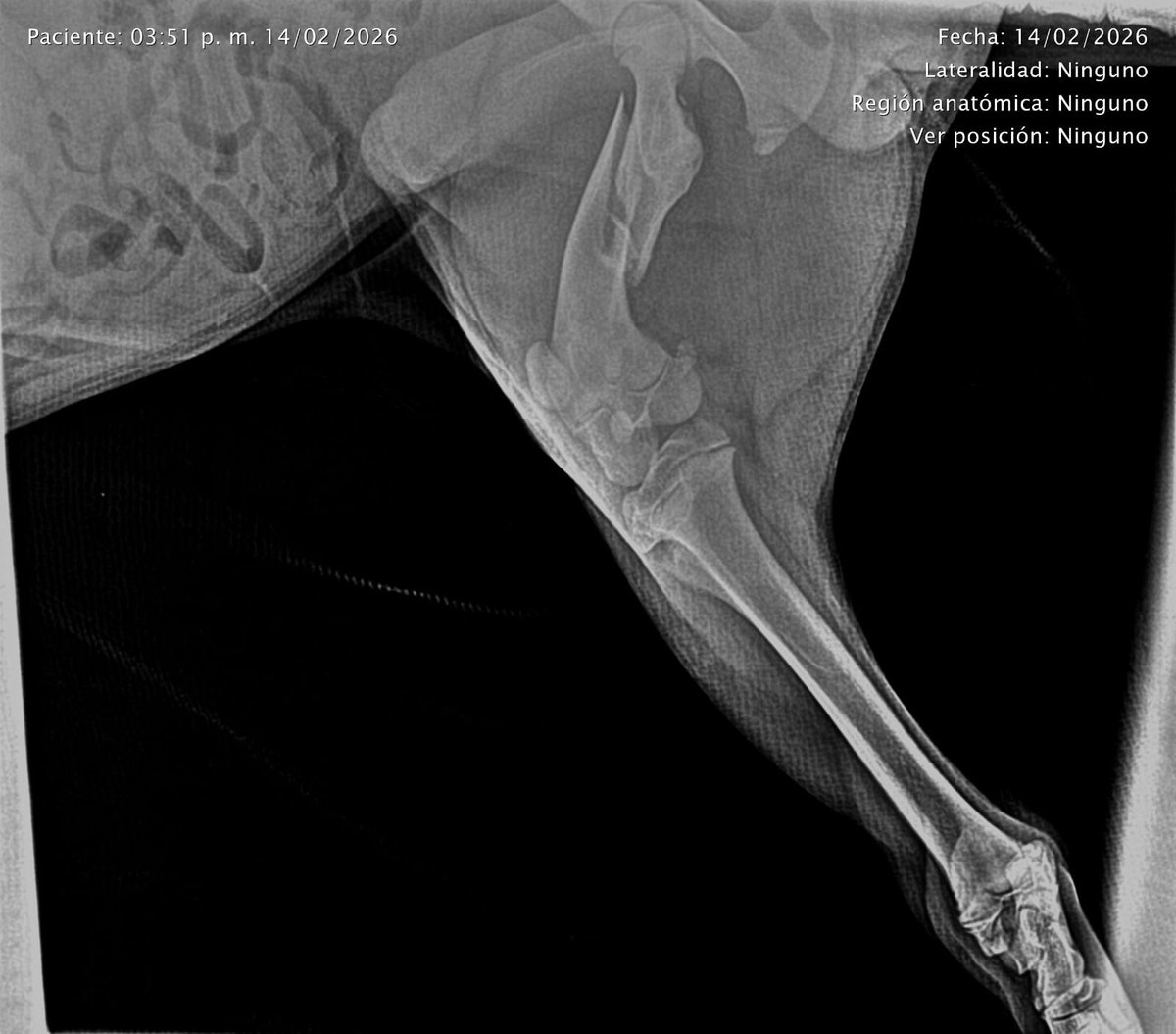 Charls_TL's tweet photo. COLECTA PARA ZEUS. Ayer atropellaron a mi perrito, le rompieron su fémur y necesita cirugía con urgencia para que pueda volver a caminar, cualquier donativo es de ayuda de verdad, le duele y no puede andar 😭 AYUDEMOS A ZEUS https://t.co/KDXDpmz91W