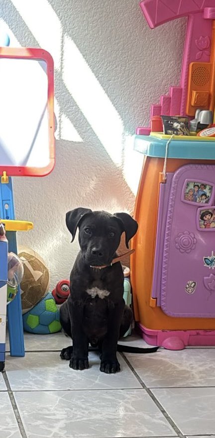 COLECTA PARA ZEUS. Ayer atropellaron a mi perrito, le rompieron su fémur y necesita cirugía con urgencia para que pueda volver a caminar, cualquier donativo es de ayuda de verdad, le duele y no puede andar 😭 AYUDEMOS A ZEUS