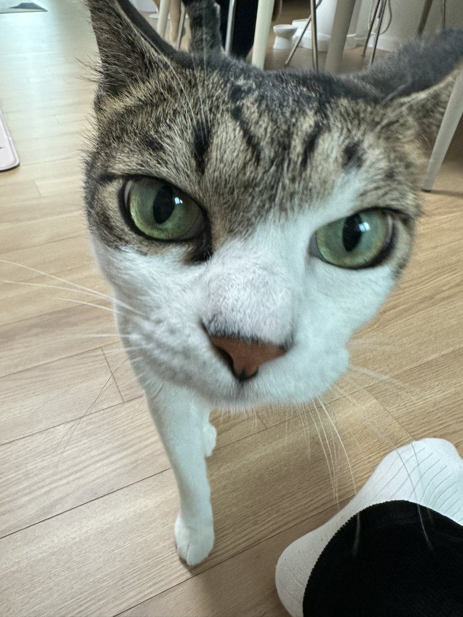 뽀삐 보고싶구나