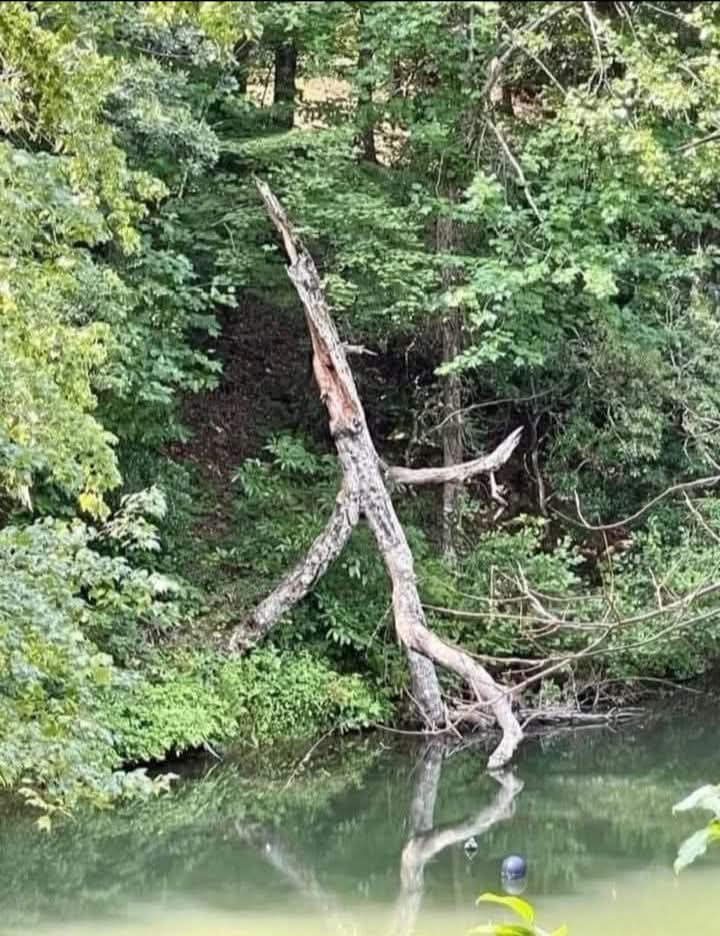metaldaveh's tweet image. Treebeard staggering home from the pub... 
#treebeard #LordOfTheRings