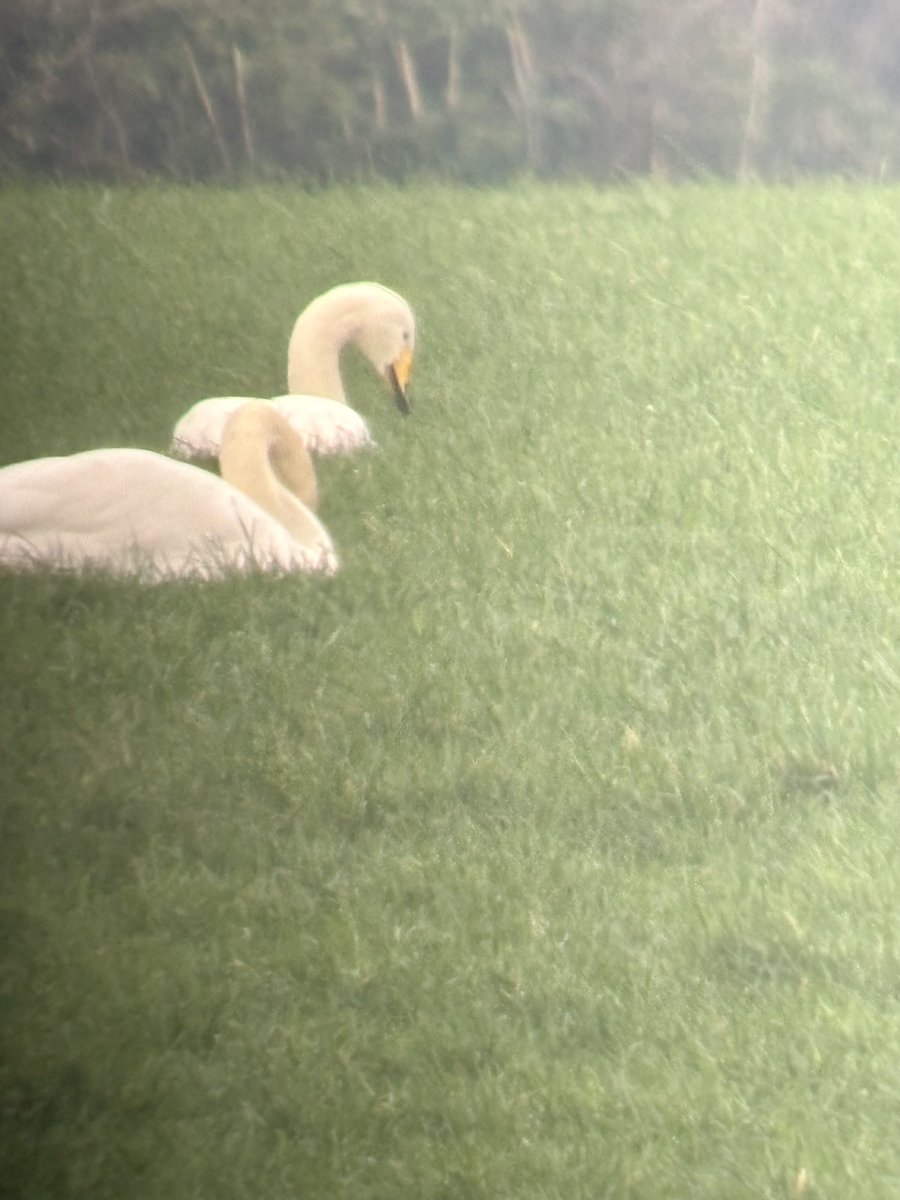 Steve Richards tweet media