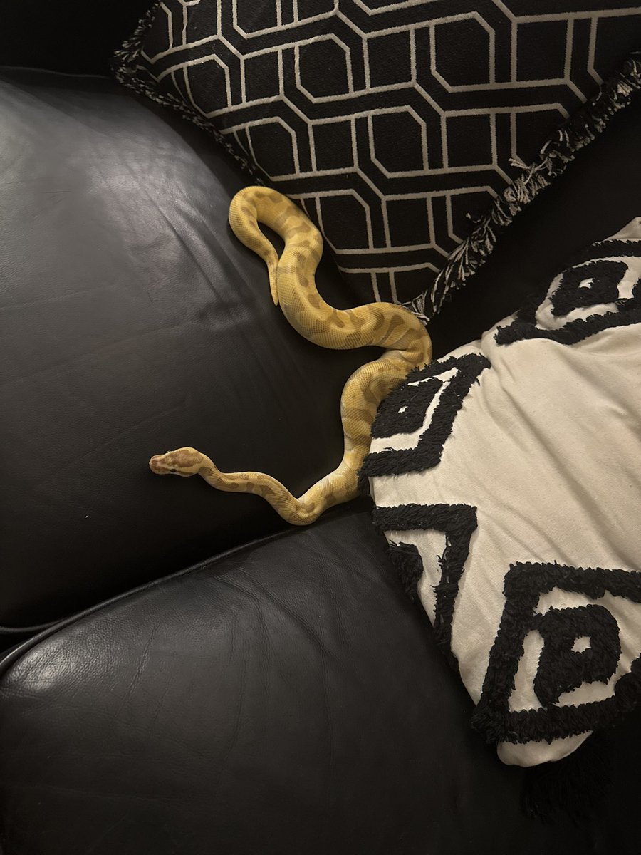 87Tricky32's tweet photo. @lilduval One of my best purchases….they koo asf..buy from a sum1 that breeds not a pet store https://t.co/loRzRNmgIP