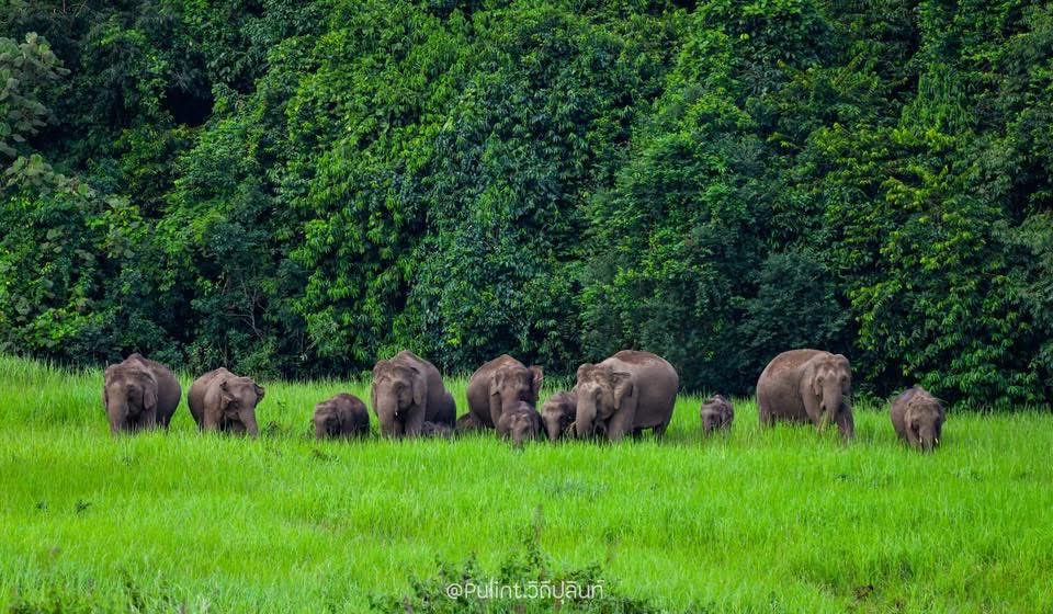 🦣🌳ขอให้การจากไปของน้อง
นำพาซึ่งการ แก้ไขปัญหาที่ยั่งยืน
คืนบ้านให้สัตว์ป่า รักษาระบบนิเวศน์วิทยา กันเถอะนะ

Cr: ภาพ วิถีปุลินท์
#คนรักช้างป่า🐘🦣🌳
GolfyTT ☕️