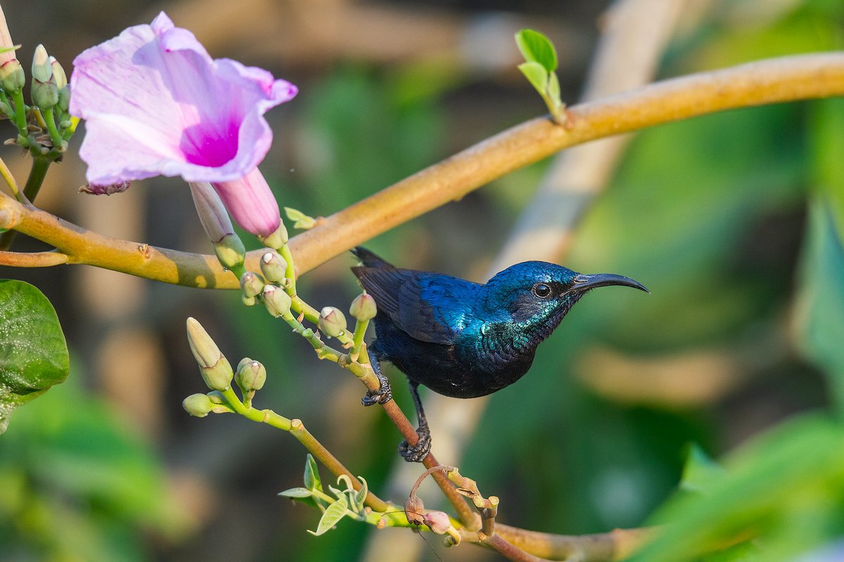 samthebirder tweet media
