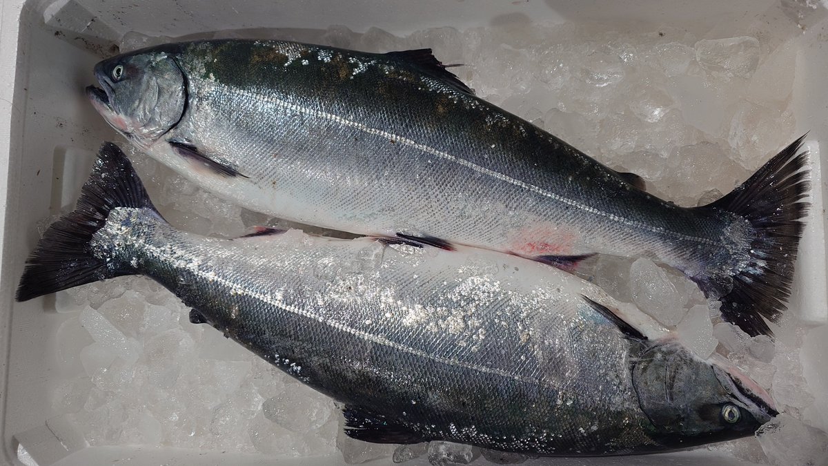 第三桟橋 (@taxafish) / Posts / X