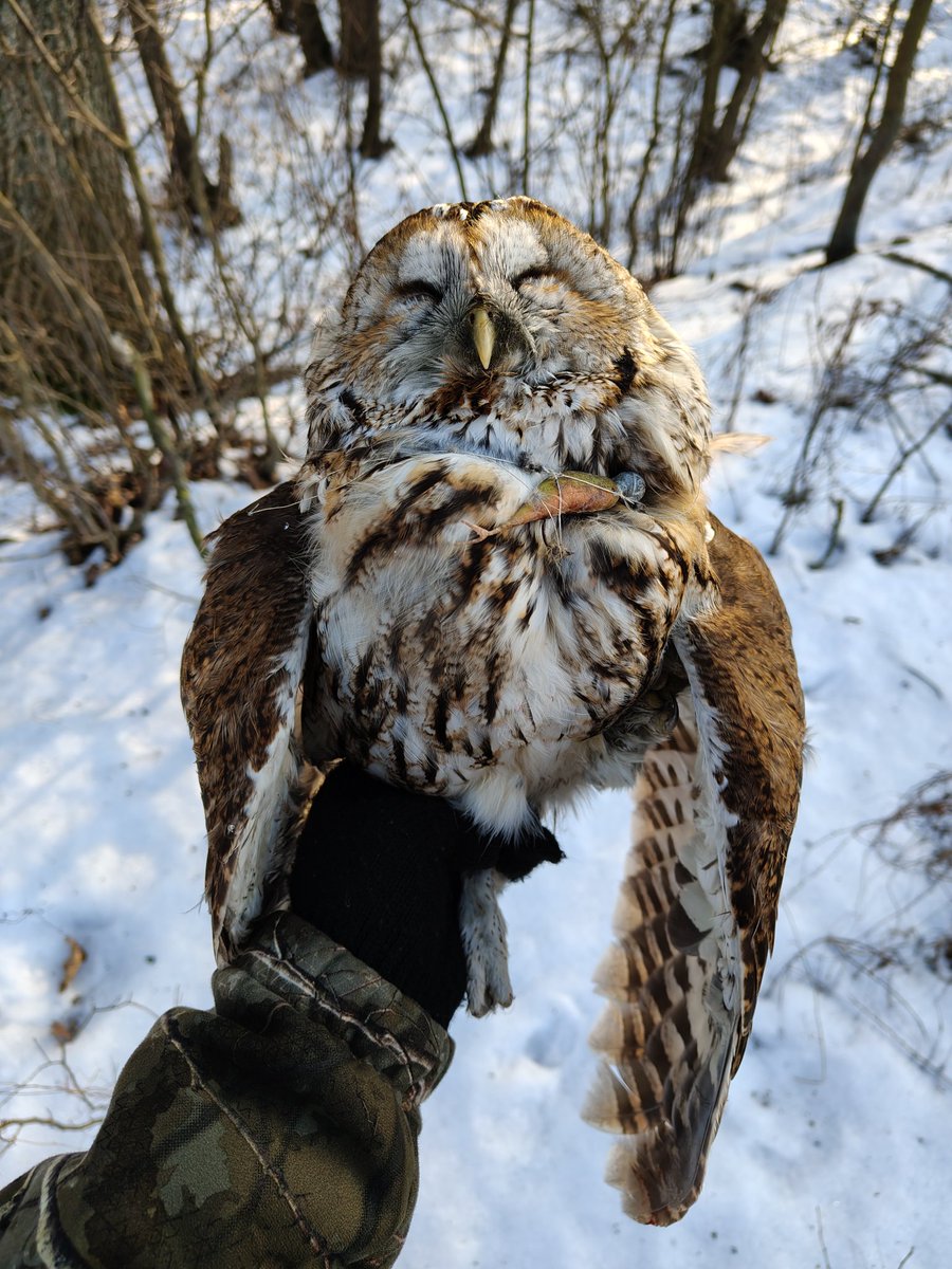 To był bardzo smutny spacer...😔

Ten puszczyk zginął przez głupotę i bezmyślność cZŁOwieka.
Ktoś najpierw beztrosko łowił sobie ryby nad rzeką, ale żeby sprzątnąć po sobie żyłkę z przynętą, zaczepioną o gałęzie, to już nie, bo i po co 🤬
Żyłkę usunęłam. Życia nie uratowałam 😔