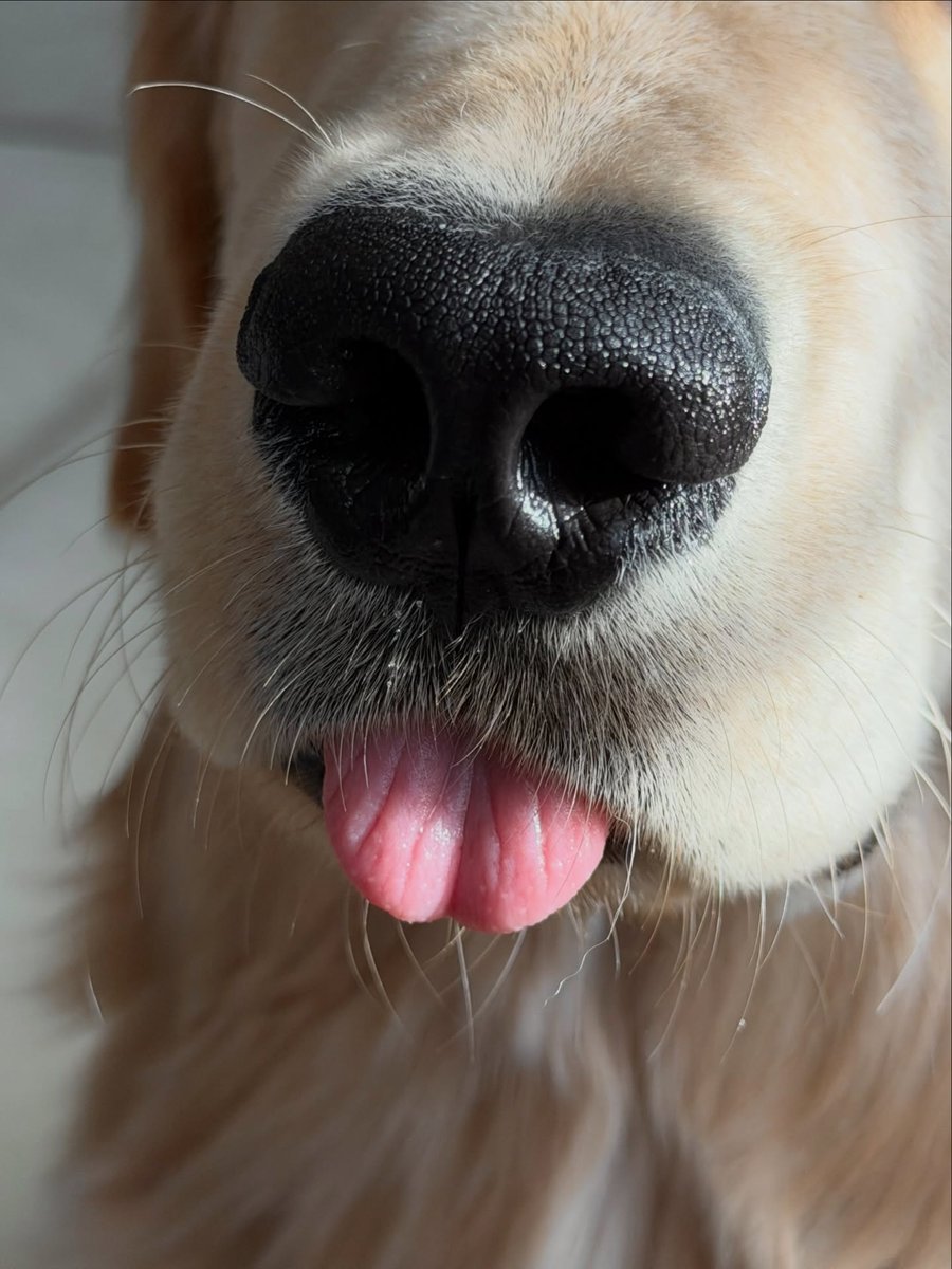 dogs so cute that could save the world (@dogssaveworld) on Twitter photo 