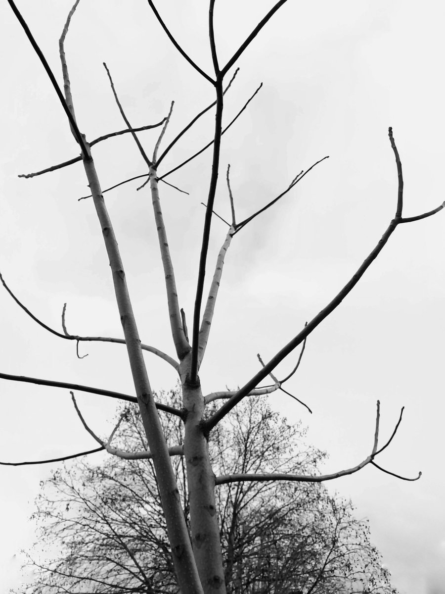 ClarkMail's tweet photo. ©️ Roy Powers-Clark 2026
#trees #winter #wintertree #wintertrees https://t.co/x9Lue2OgOY