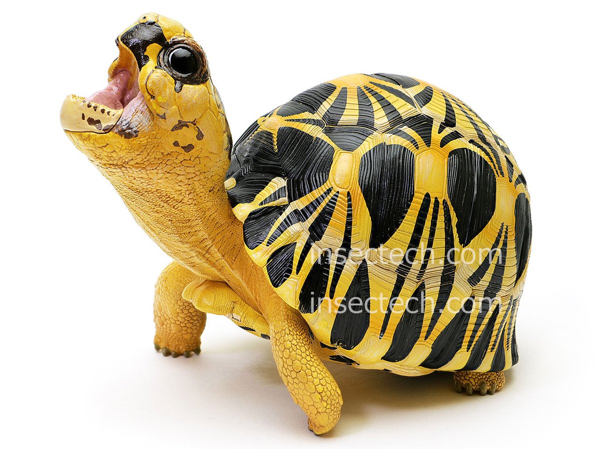 新発売】 動物の惑星 フィギュア 写実シリーズ ワニガメ立像（売切れ