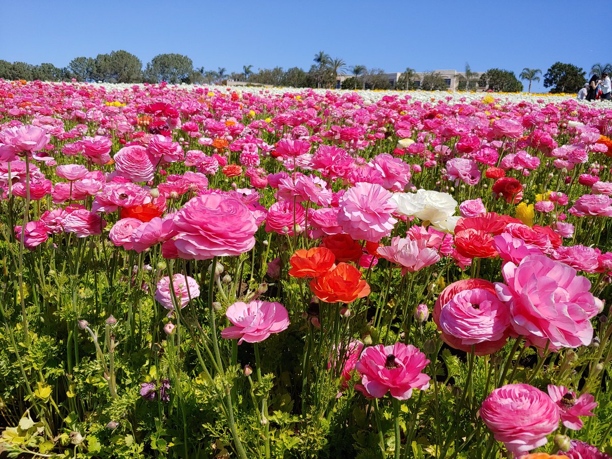 We are thinking of an incredible person <a href="/BellaShihTzuAce/">Bella🇬🇧</a> Mum, Barbara, who touched our lives across the pond . Thank you for being a part of our lives, and we will remember you in the beauty that surrounds us.  #ForBarbara