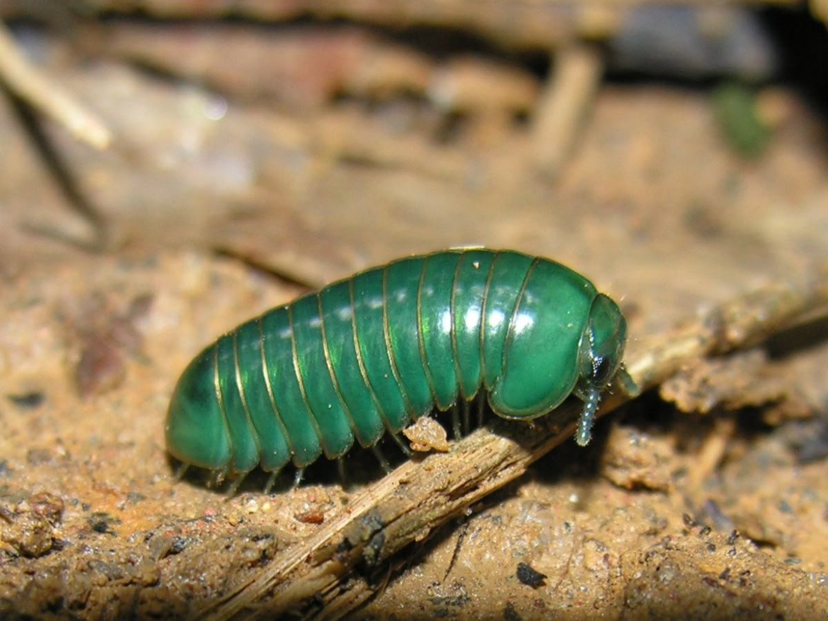 colligocritters's tweet image. This little goober is Daily Critter #6 - and he is NOT a isopod! The green giant pill milipede "Zoosphaerium neptunus" is an adorable bigger version of the typical roly poly. Originally from Madagaska, this up to 90mm bug can roll up into a ball equivalent to a baseball!
