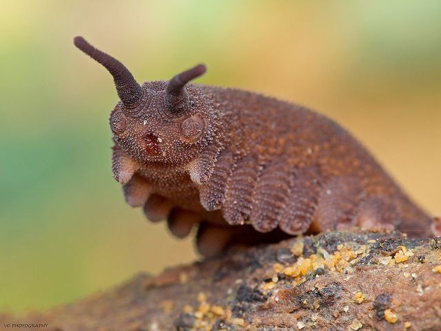 colligocritters's tweet image. This Daily Critter (#7) is not a milipede or a worm! The Velvet "Worm" is a type on its own! You can see them as pets by well versed keepers. They are ancient creatures that have been on this earth for a really long time. Makes me wonder - is this the perfect form?
