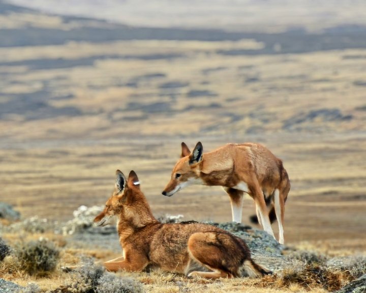 Abdi Samune tweet media