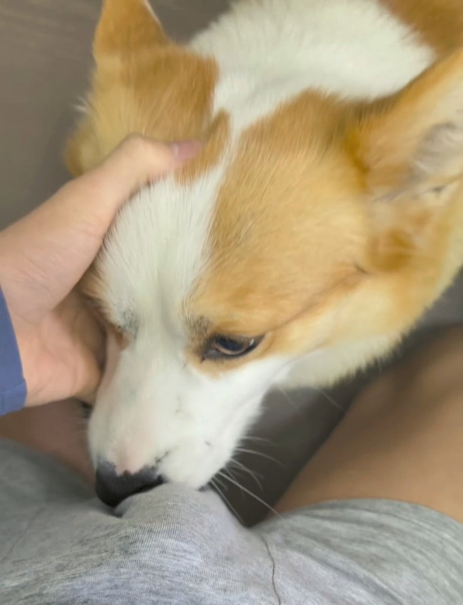 小猫（开学忙碌ing） tweet media