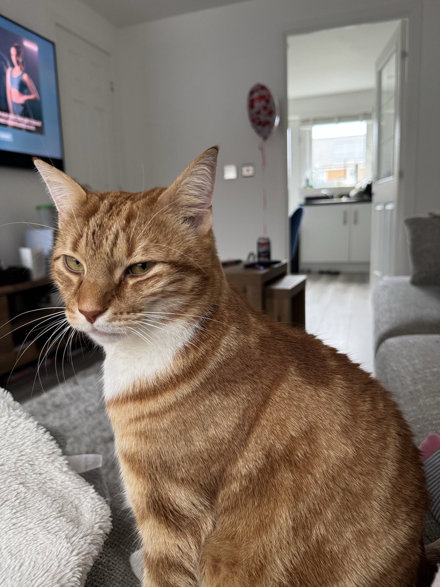 Cedric The Cat tweet media