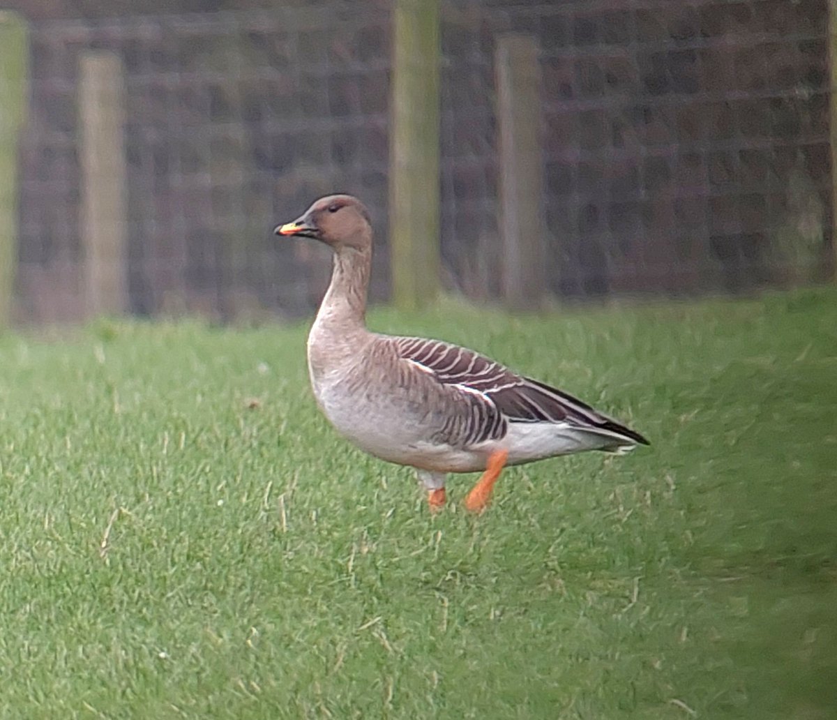 David dack tweet media