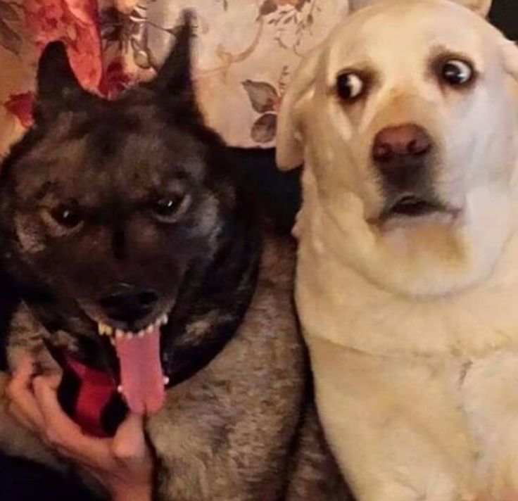 #MDHM #mdhmstu #mdhmalan #MyDearHatchetManstu #MyDearHatchetManAlan #MyDearHatchetMan I was bored