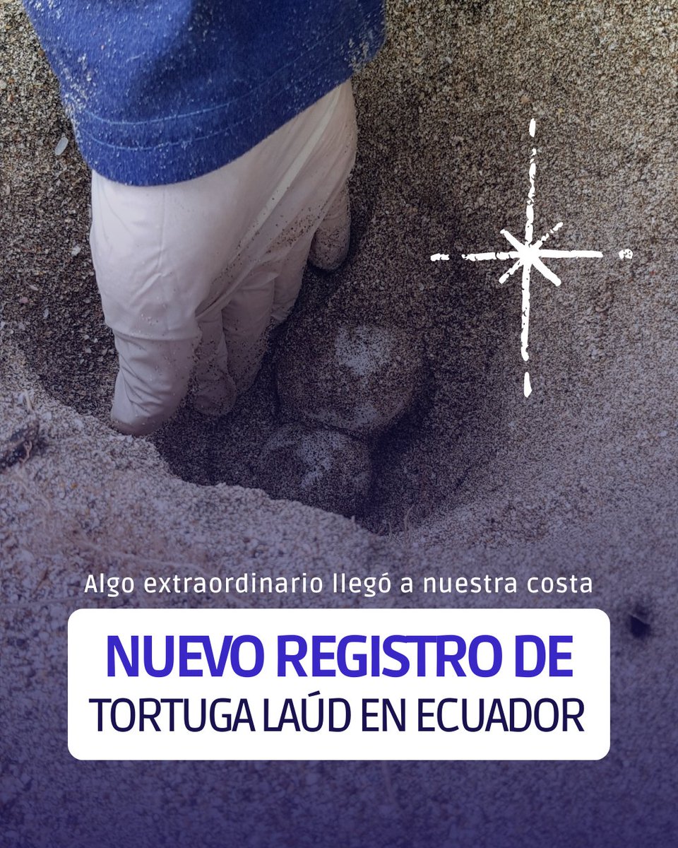 Fundación Reina Laúd tweet media