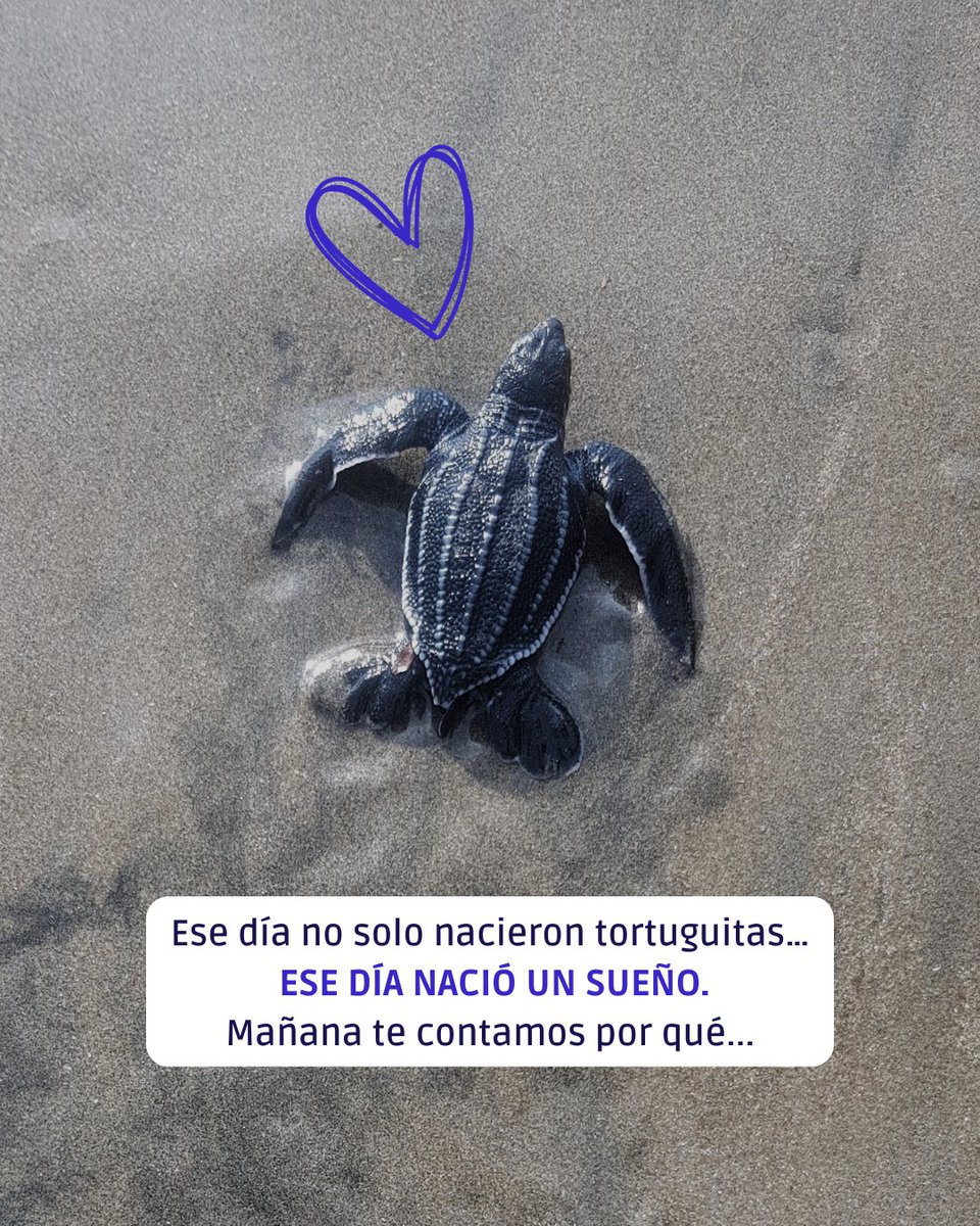 Fundación Reina Laúd tweet media