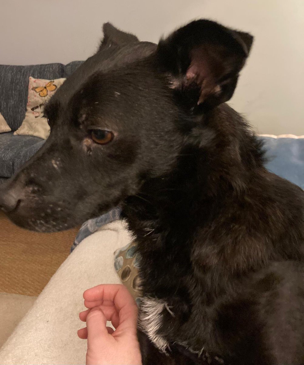 millypod1's tweet image. 🆘14 FEB 2026 #Lost Pablo #ScanMe
Cross Breed Male  Nervous Dog (do not chase)
Portland Street and headed towards Portersfield Road and then Jessopp Road area #Norwich #Norfolk #NR2
doglost.co.uk/dog/202116