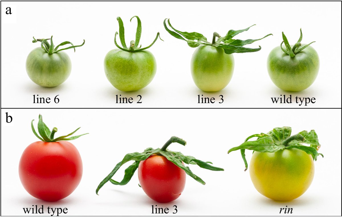 MaximumAcademic's tweet photo. #FruitRes
Overexpression of grape gene VviSOC1a in tomato disrupts flower development, causing leafy sepals and sterility, revealing its role in floral organ identity.
@HortiPlant @sci_plant #SOC1 #FlowerDevelopment
Details: https://t.co/mGAf9hXDoK https://t.co/s7uglLV14R