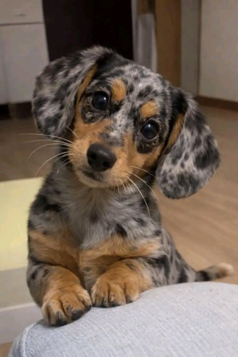 dachshundlclub's tweet image. 𝗔𝗺 𝗶 𝗯𝗲𝗮𝘂𝘁𝗶𝗳𝘂𝗹 𝘀𝗮𝘆 𝗬𝗲𝘀 𝗼𝗿 𝗡𝗼.🖤