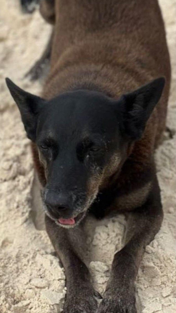 MarcoValverde72's tweet image. Não parem, subam a tag #BRAZILFORORELHA

🐕🥹🙌🏻