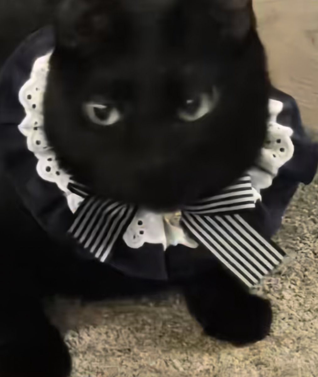 dont even joke lad. tangie is SO CUTE 😭😭😭😭😭😭😭😭😭