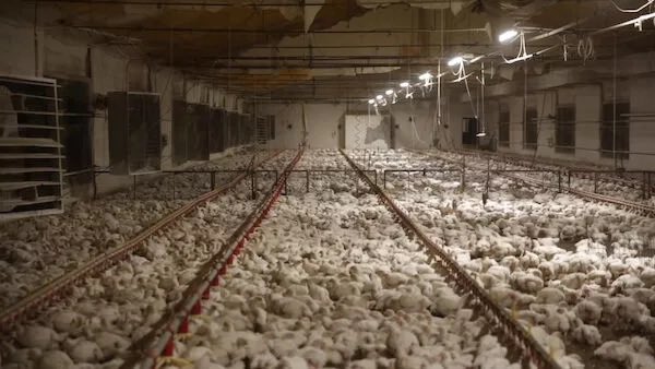 35.000 dodelijke slachtoffers bij uitbraak vogelgriep in @vlagtwedde 🦠🐔
